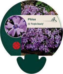Phlox subulata 'Purple Beauty' P9 - afbeelding 1