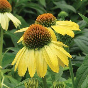 Echinacea purpurea 'Sunrise' P9