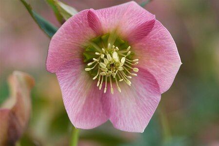 Helleborus or. 'Pretty Ellen Pink' P9 - afbeelding 1