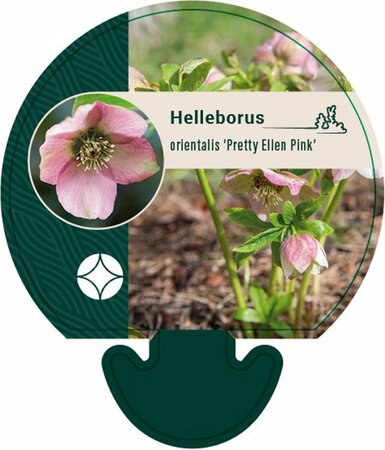 Helleborus or. 'Pretty Ellen Pink' P9 - afbeelding 2