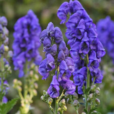 Aconitum henryi 'Spark's Variety' P9 - afbeelding 2