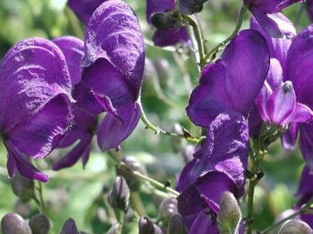 Aconitum henryi 'Spark's Variety' P9 - afbeelding 5