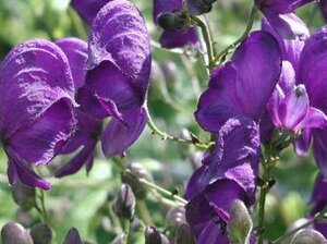Aconitum henryi 'Spark's Variety' P9 - afbeelding 5