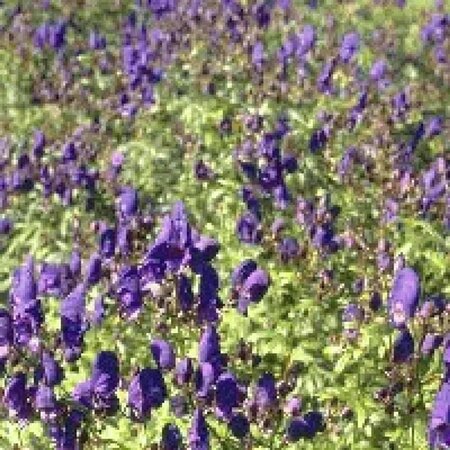 Aconitum henryi 'Spark's Variety' P9 - afbeelding 4