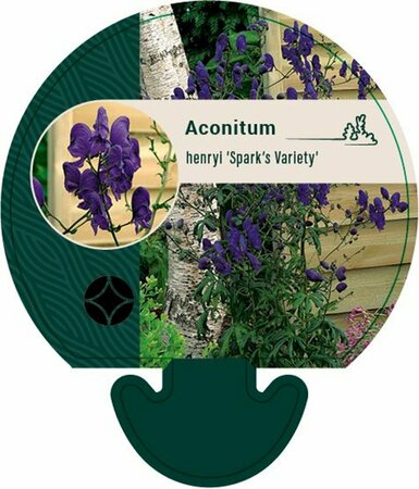 Aconitum henryi 'Spark's Variety' P9 - afbeelding 1