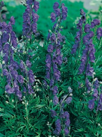 Aconitum henryi 'Spark's Variety' P9 - afbeelding 3