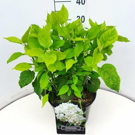 Hydrangea arborescens 'Annabelle' C3 - afbeelding 2