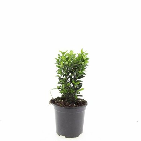 Euonymus japonicus 'Green Spire' - afbeelding 7