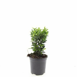 Euonymus japonicus 'Green Spire' - afbeelding 7