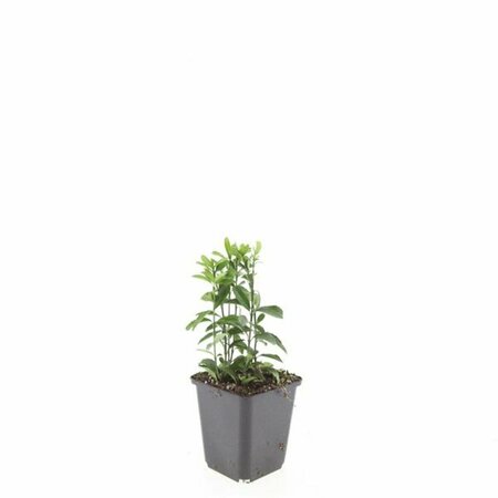 Euonymus japonicus 'Green Spire' - afbeelding 5