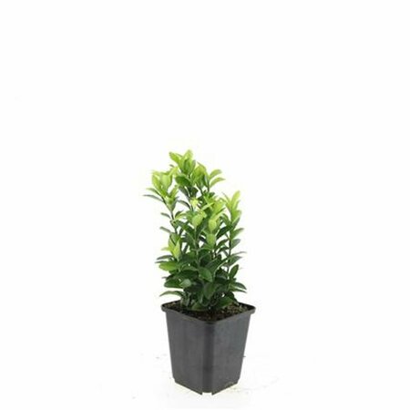 Euonymus japonicus 'Green Spire' - afbeelding 2