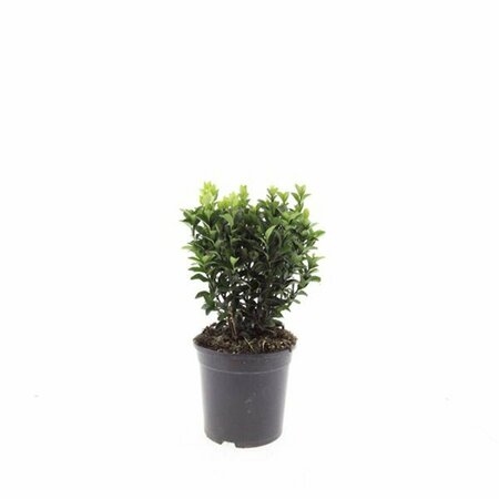 Euonymus japonicus 'Green Spire' - afbeelding 8