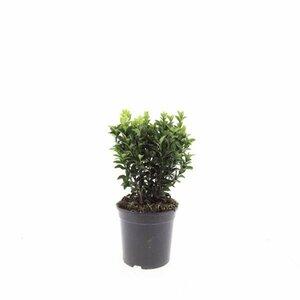 Euonymus japonicus 'Green Spire' - afbeelding 8