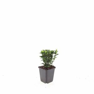 Euonymus japonicus 'Green Spire' - afbeelding 9