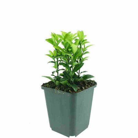 Euonymus japonicus 'Green Spire' - afbeelding 3