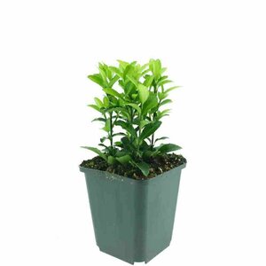 Euonymus japonicus 'Green Spire' - afbeelding 3