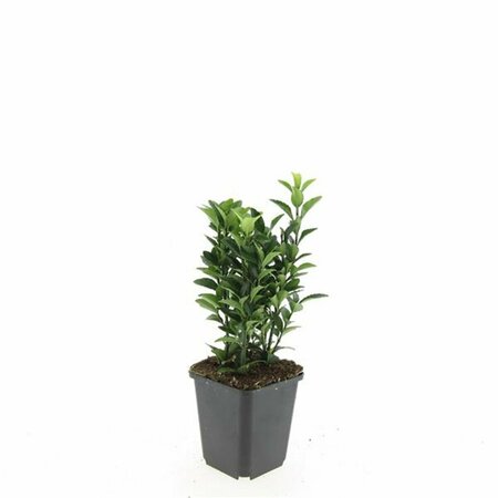 Euonymus japonicus 'Green Spire' - afbeelding 4
