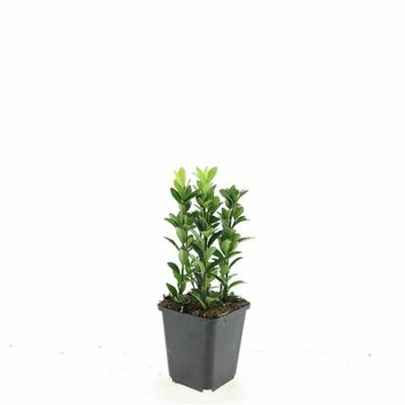 Euonymus japonicus 'Green Spire' - afbeelding 6
