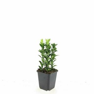Euonymus japonicus 'Green Spire' - afbeelding 6