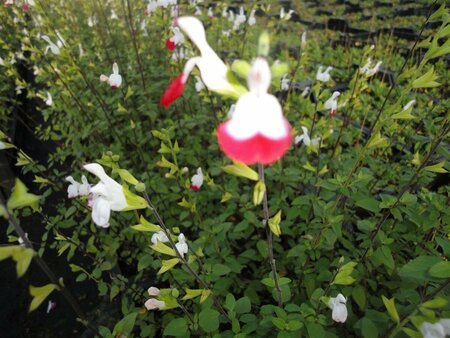 Salvia microphylla 'Hot Lips' C2 - afbeelding 7