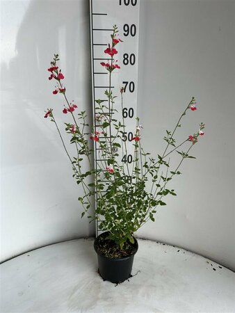 Salvia microphylla 'Hot Lips' C2 - afbeelding 1
