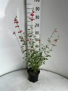 Salvia microphylla 'Hot Lips' C2