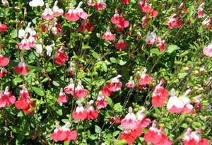 Salvia microphylla 'Hot Lips' C2 - afbeelding 3