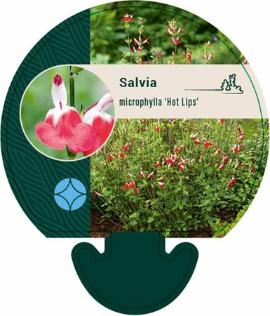Salvia microphylla 'Hot Lips' C2 - afbeelding 2