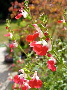Salvia microphylla 'Hot Lips' C2 - afbeelding 4
