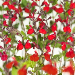 Salvia microphylla 'Hot Lips' C2 - afbeelding 5