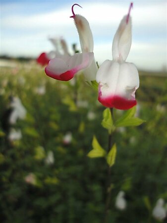 Salvia microphylla 'Hot Lips' C2 - afbeelding 9