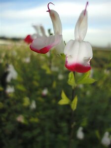 Salvia microphylla 'Hot Lips' C2 - afbeelding 9