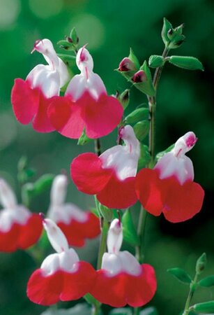 Salvia microphylla 'Hot Lips' C2 - afbeelding 6