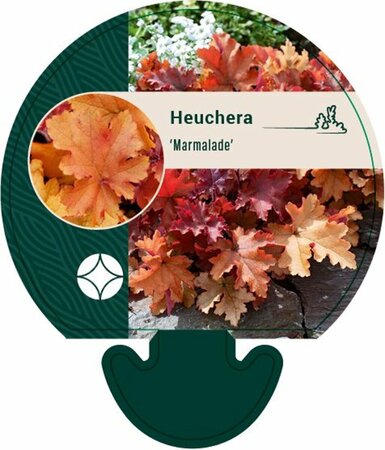 Heuchera 'Marmalade' P9 - afbeelding 5
