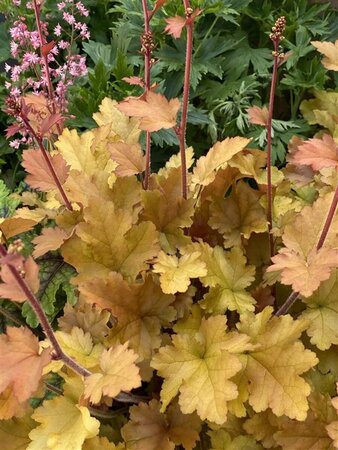 Heuchera 'Marmalade' P9 - afbeelding 1