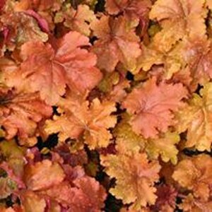 Heuchera 'Marmalade' P9 - afbeelding 2