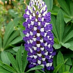 Lupinus 'Gallery Blue' P9 - afbeelding 1