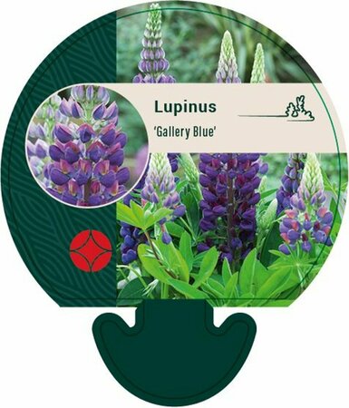 Lupinus 'Gallery Blue' P9 - afbeelding 3