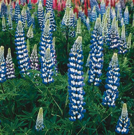Lupinus 'Gallery Blue' P9 - afbeelding 2