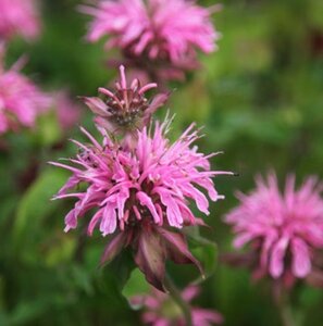 Monarda 'Croftway Pink' P9 - afbeelding 2