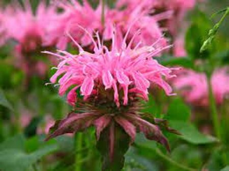 Monarda 'Croftway Pink' P9 - afbeelding 3