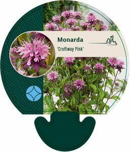 Monarda 'Croftway Pink' P9