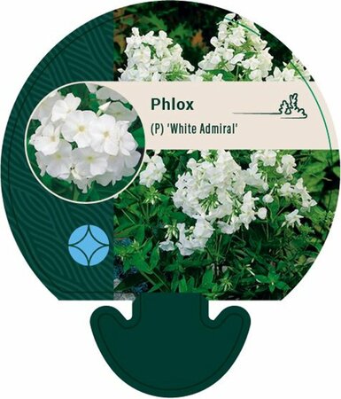 Phlox paniculata 'White Admiral' P9 - afbeelding 1