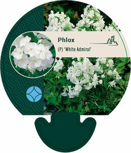Phlox paniculata 'White Admiral' P9