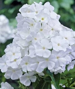 Phlox paniculata 'White Admiral' P9 - afbeelding 2