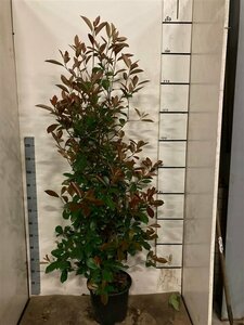 Photinia fraseri 'Red Robin' - afbeelding 9