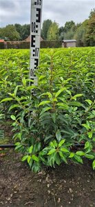 Prunus lusitanica 'Angustifolia' - afbeelding 2