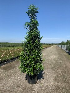 Prunus lusitanica 'Angustifolia' - afbeelding 4