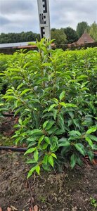 Prunus lusitanica 'Angustifolia' - afbeelding 10