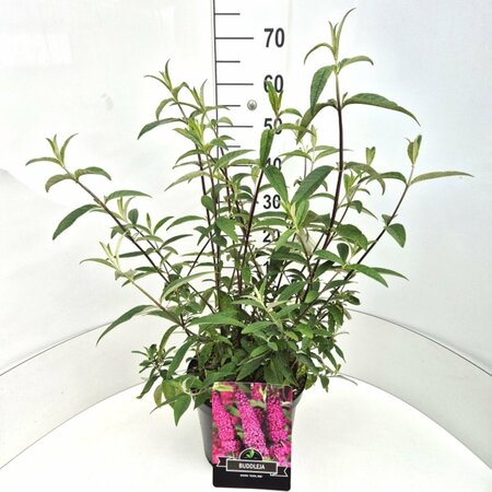 Buddleja davidii 'Royal Red' - afbeelding 8